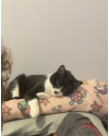 gata-castrada-small-0