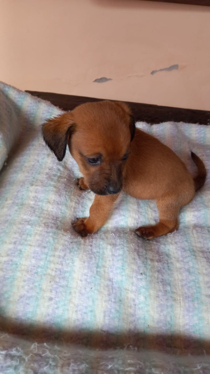 he-man-o-pequenino-adocao-doacao-cachorro-gato-2