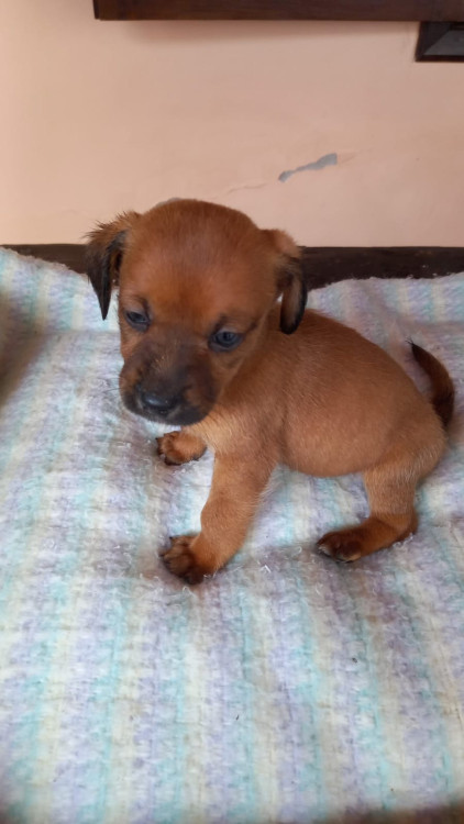 he-man-o-pequenino-adocao-doacao-cachorro-gato-0