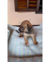 cintilante-para-brilhar-small-1