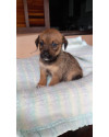 cintilante-para-brilhar-small-0
