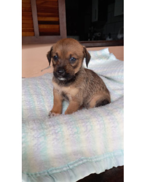 Cintilante  para brilhar
