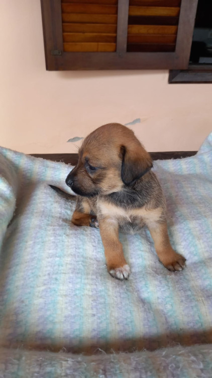 cintilante-para-brilhar-adocao-doacao-cachorro-gato-1