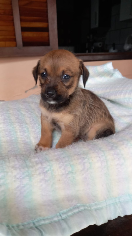 cintilante-para-brilhar-adocao-doacao-cachorro-gato-0