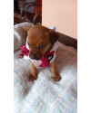 teela-a-pequenina-small-3