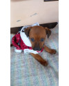 teela-a-pequenina-small-0