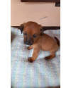 teela-a-pequenina-small-2