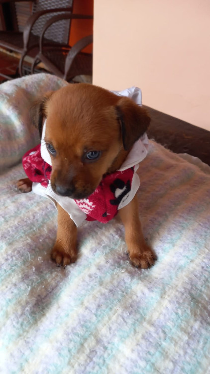 teela-a-pequenina-adocao-doacao-cachorro-gato-1