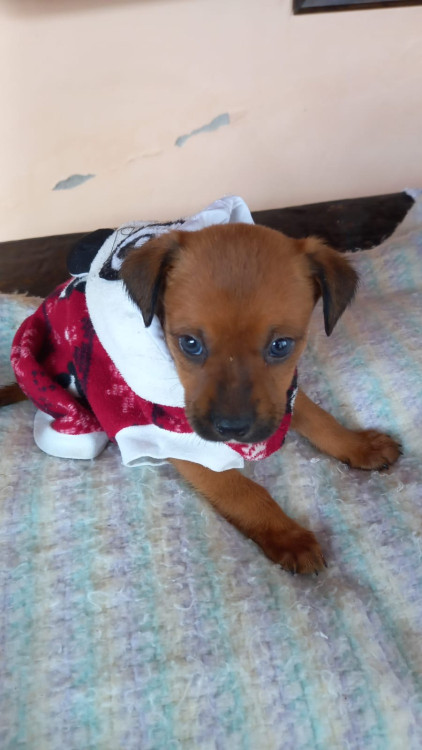 teela-a-pequenina-adocao-doacao-cachorro-gato-0