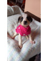 shera-small-2