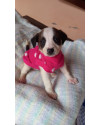 shera-small-1