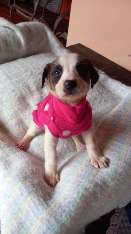 shera-adocao-doacao-cachorro-gato-2