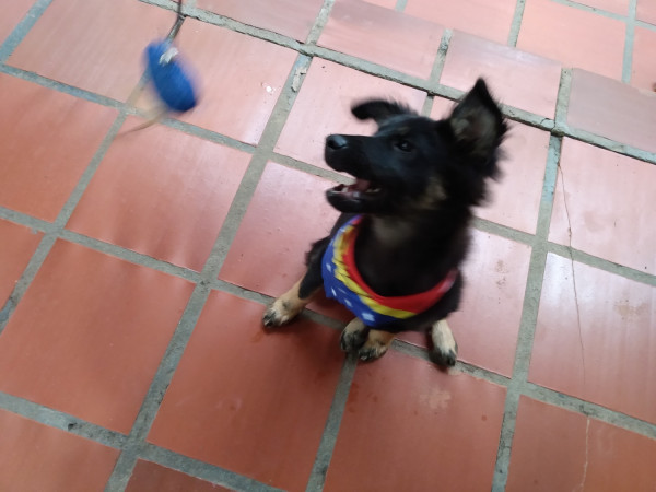 machinho-pra-adocao-adocao-doacao-cachorro-gato-1