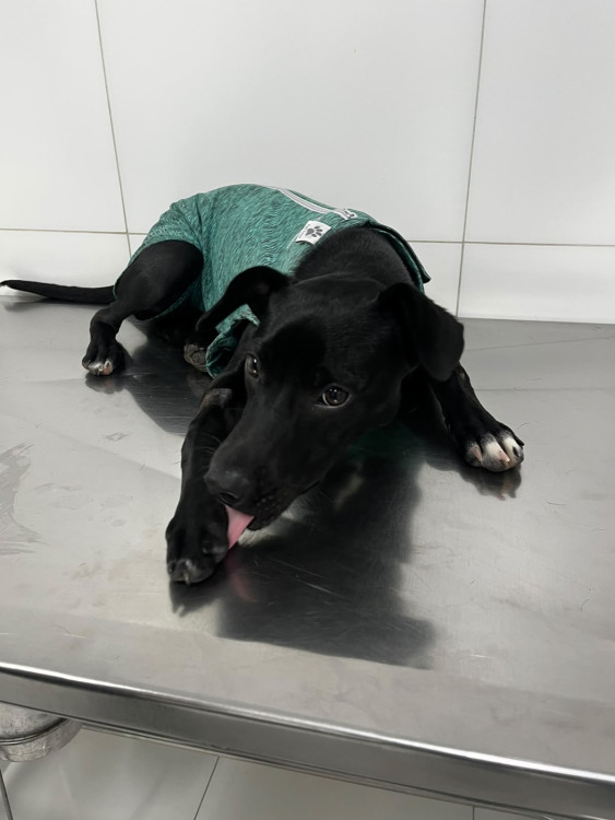 uma-alegria-a-mais-para-a-sua-familia-adocao-doacao-cachorro-gato-0