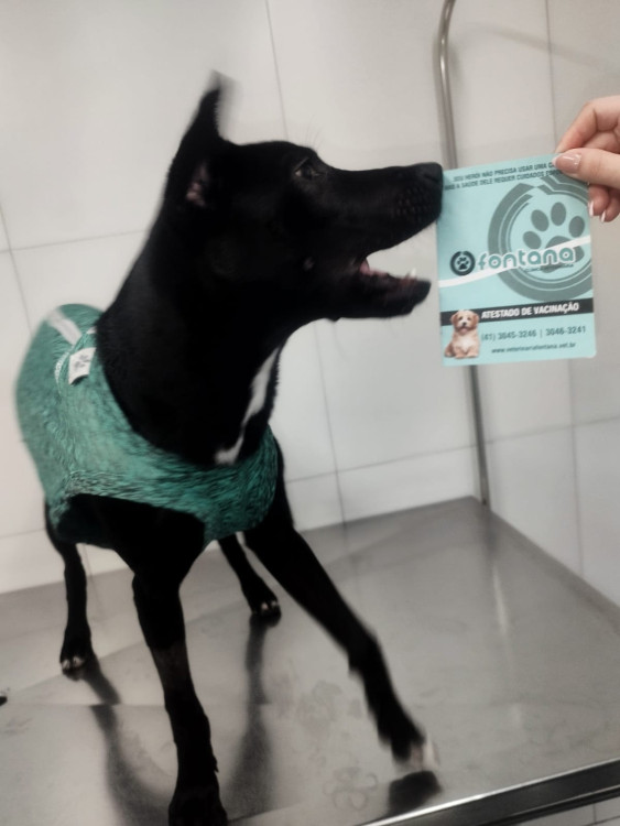 uma-alegria-a-mais-para-a-sua-familia-adocao-doacao-cachorro-gato-1