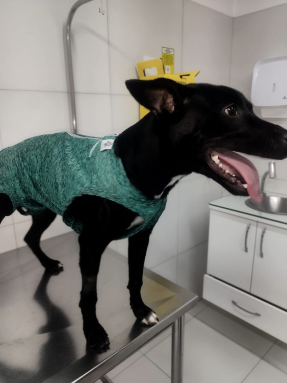 uma-alegria-a-mais-para-a-sua-familia-adocao-doacao-cachorro-gato-2