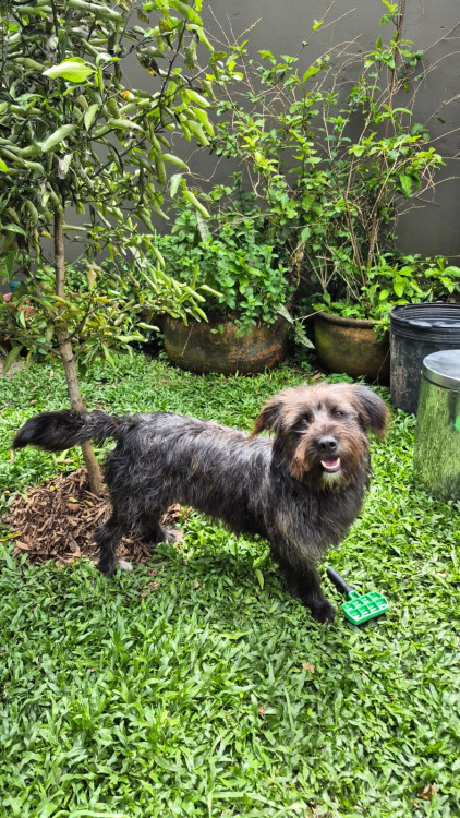 adocao-adocao-doacao-cachorro-gato-0