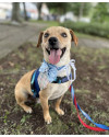 amado-frederico-small-1