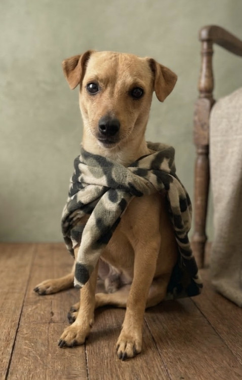 amado-frederico-adocao-doacao-cachorro-gato-0