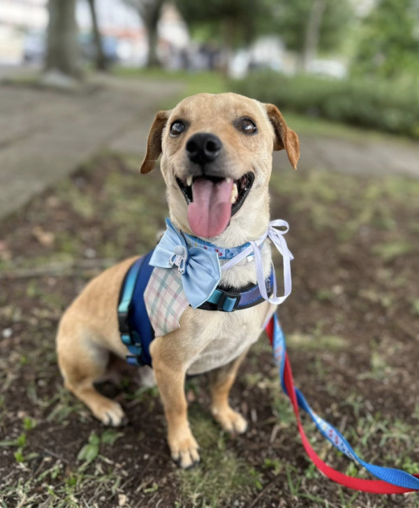 amado-frederico-adocao-doacao-cachorro-gato-1