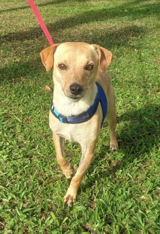 amado-frederico-adocao-doacao-cachorro-gato-2
