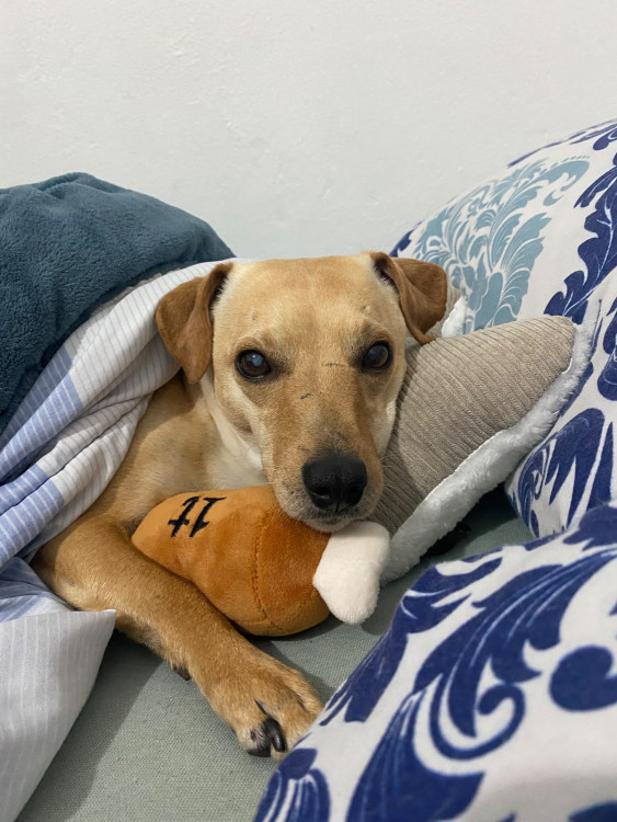 amado-frederico-adocao-doacao-cachorro-gato-3