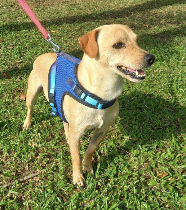 amado-frederico-adocao-doacao-cachorro-gato-4
