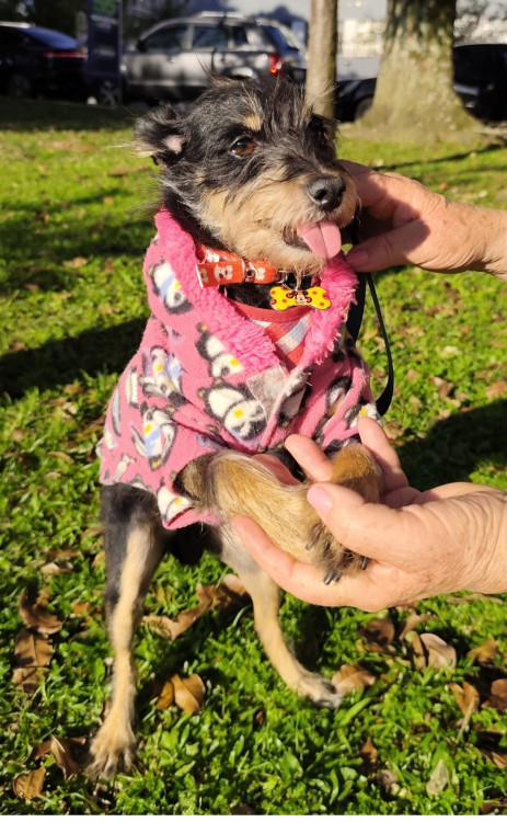 doce-juju-adocao-doacao-cachorro-gato-0