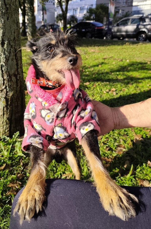 doce-juju-adocao-doacao-cachorro-gato-2