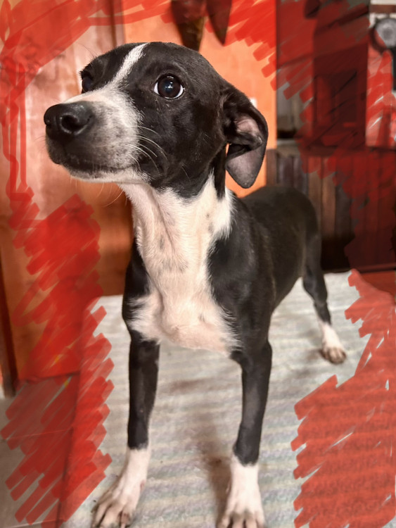 um-pretinho-nada-basico-adocao-doacao-cachorro-gato-1