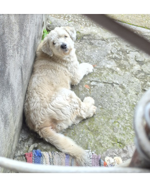Cachorro   para adoção