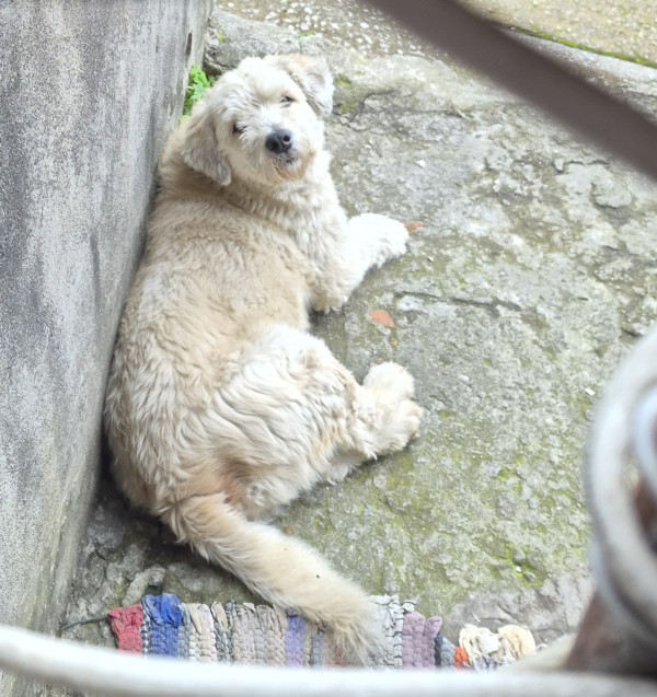 cachorro-para-adocao-adocao-doacao-cachorro-gato-0