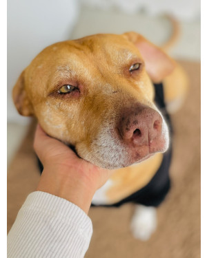 Cachorro de grande porte docil para adoção