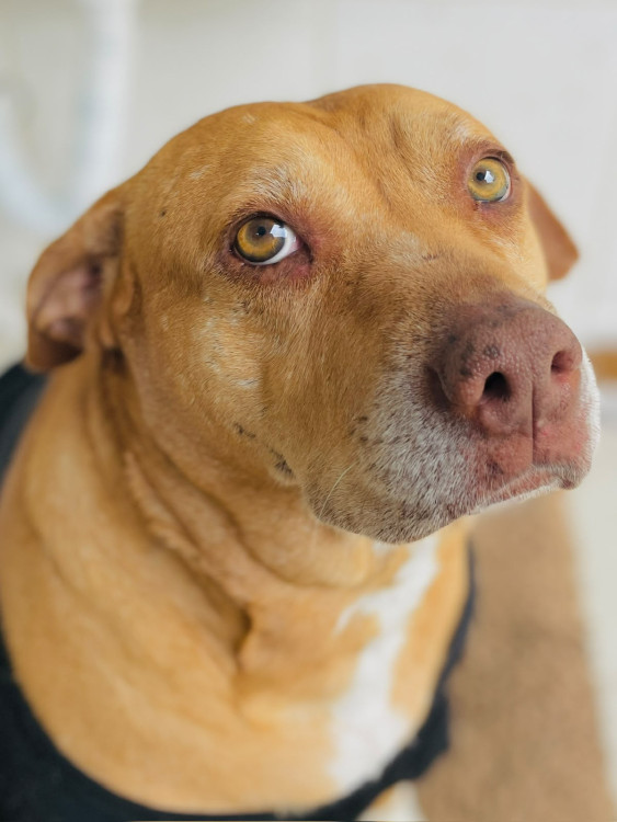 cachorro-de-grande-porte-docil-para-adocao-adocao-doacao-cachorro-gato-1
