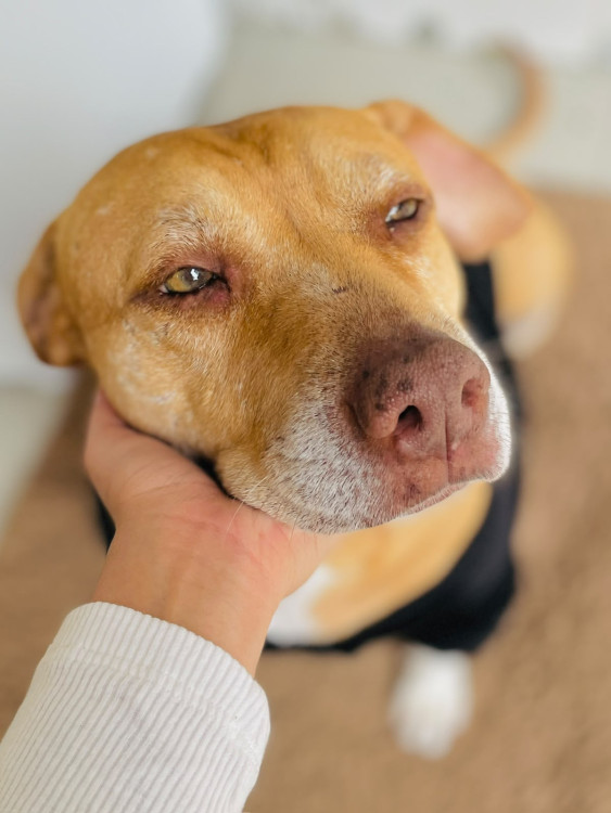 cachorro-de-grande-porte-docil-para-adocao-adocao-doacao-cachorro-gato-0