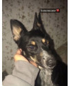 cachorra-femea-castrada-doacao-small-0