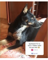 cachorra-femea-castrada-doacao-small-1