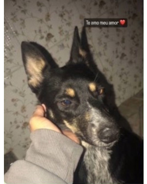 Cachorra fêmea castrada doação