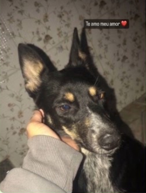 cachorra-femea-castrada-doacao-adocao-doacao-cachorro-gato-0