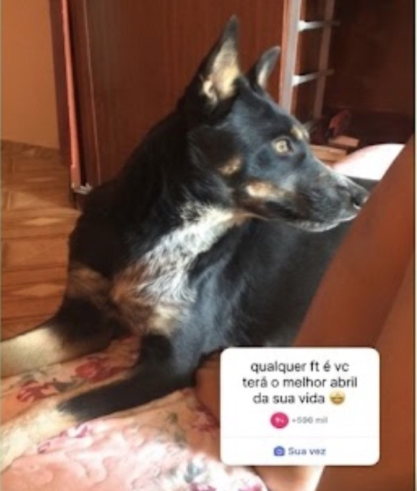 cachorra-femea-castrada-doacao-adocao-doacao-cachorro-gato-1