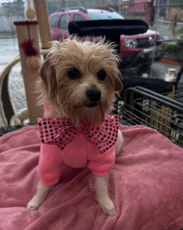 ana-tampinha-2-anos-porte-pp-adocao-doacao-cachorro-gato-1