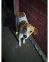 cachorro-para-doacao-small-0
