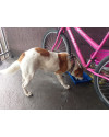 cachorro-para-doacao-small-1