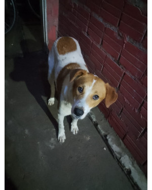 Cachorro para doação