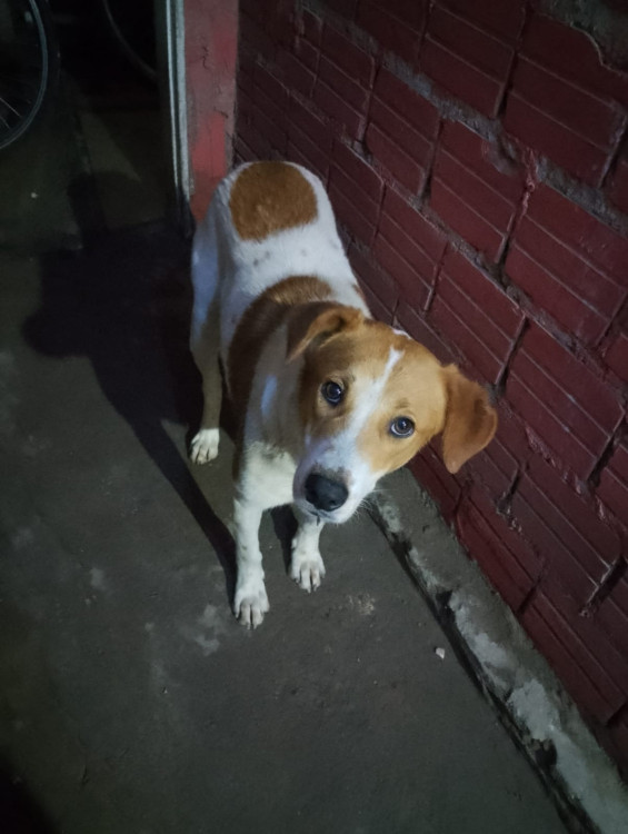 cachorro-para-doacao-adocao-doacao-cachorro-gato-0