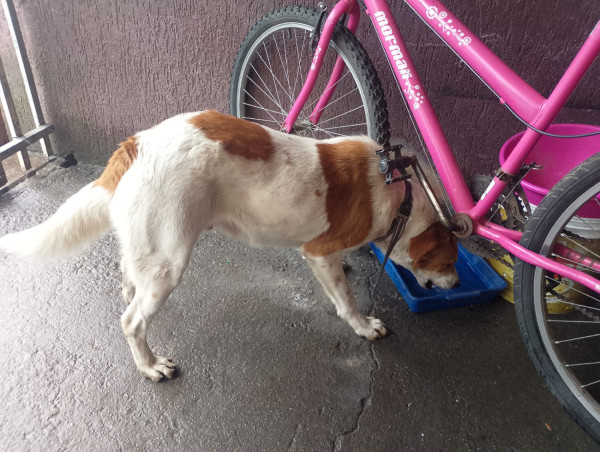 cachorro-para-doacao-adocao-doacao-cachorro-gato-1