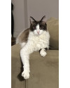 balu-precisa-de-um-lar-small-0