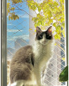 balu-precisa-de-um-lar-small-1