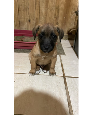 ADOTE UM CACHORRO