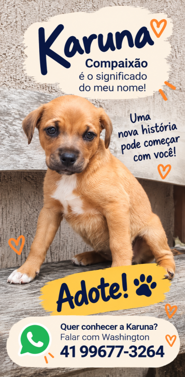 karuna-um-nome-cheio-de-significado-uma-historia-esperando-um-final-feliz-adocao-doacao-cachorro-gato-4